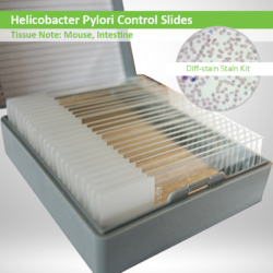 Helicobacter Pylori CS029 control slides