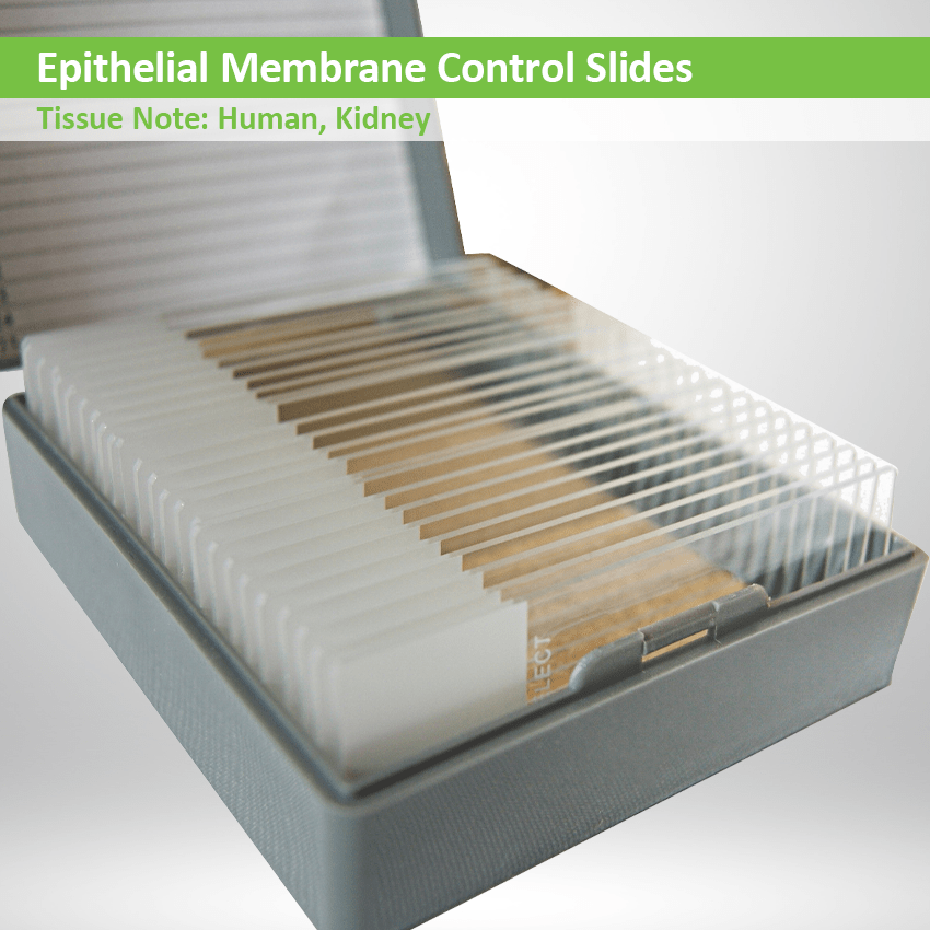 Control Slides CS053 Epithelial Membrane Kidney