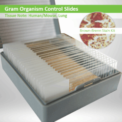 Gram Organism Control Slide