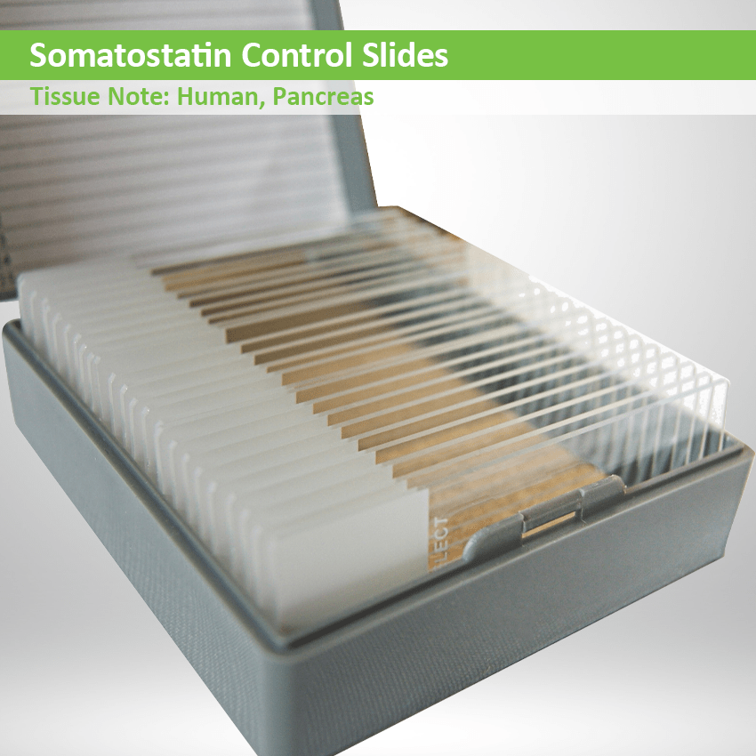 Somatostatin Control Slide Set