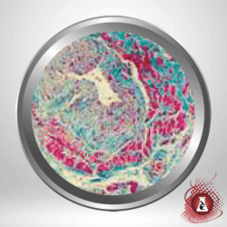 K7228 Masson Trichrome Stain Kit